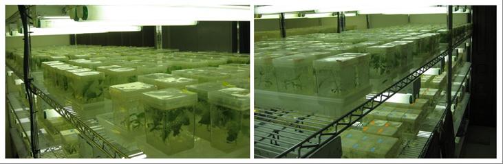 Tissue Culture Vessels